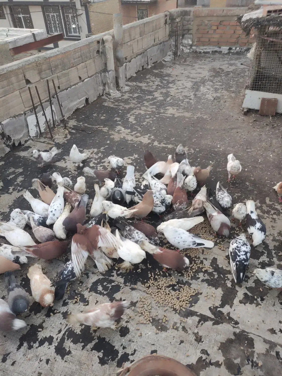 فروشی|پرنده|نوشین شهر, |دیوار