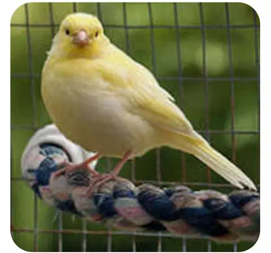 قناری وحشی|پرنده|بندر ماهشهر, |دیوار