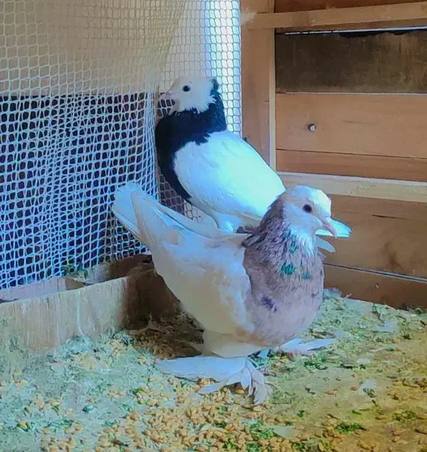 یه جفت طوقی به شرط کبوتر|پرنده|خوانسار, |دیوار