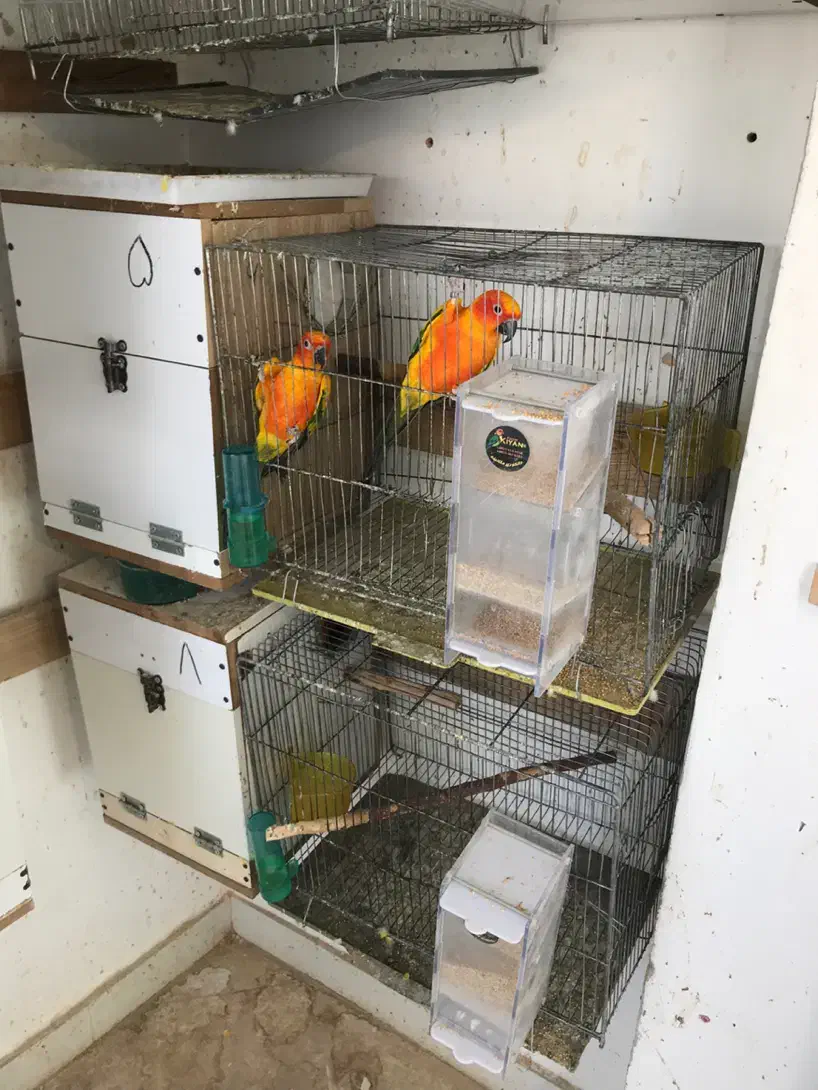 طوطی خورشیدی سانکانور خالص۱۰جفت|پرنده|تبریز, |دیوار