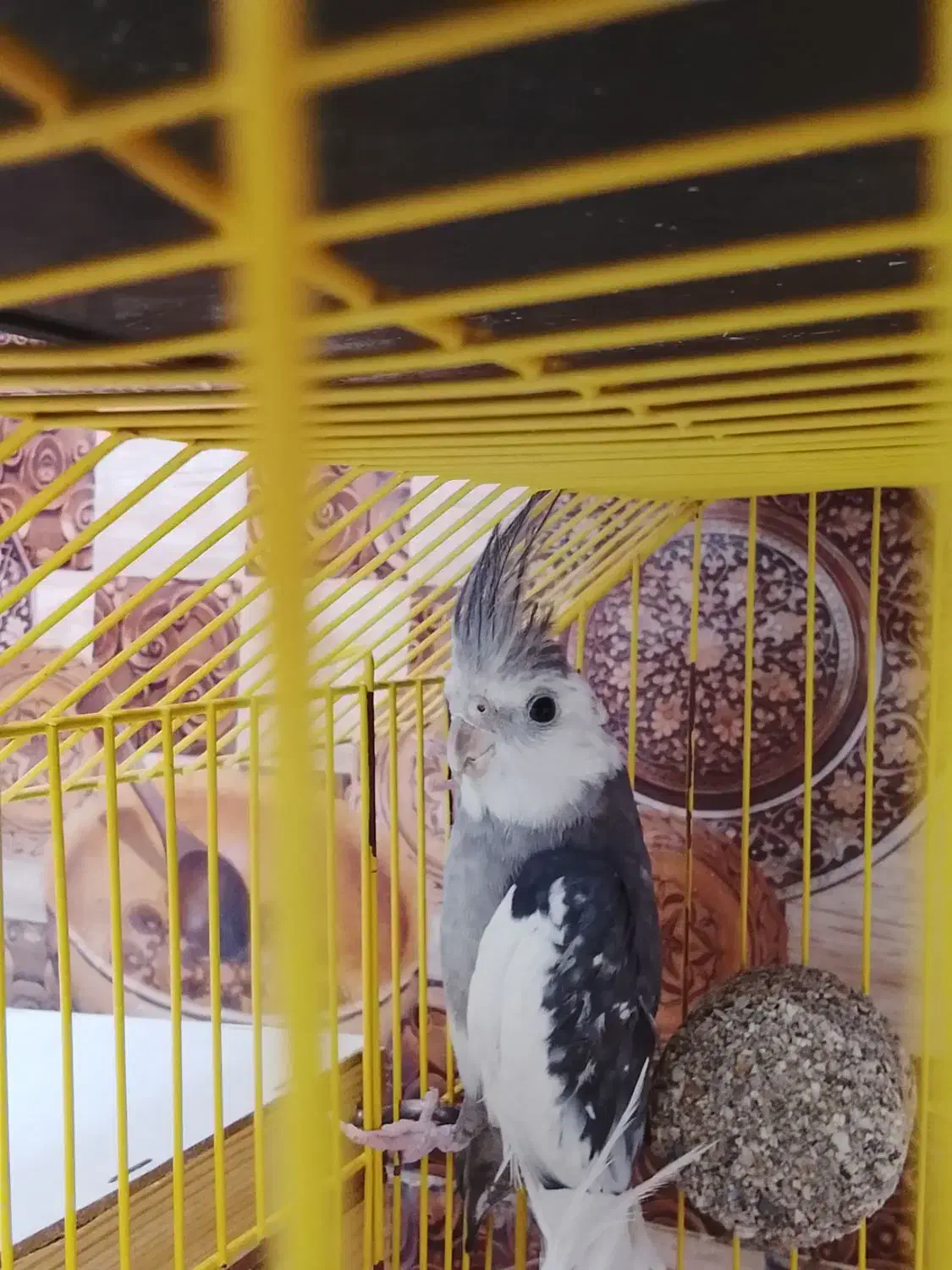 عروس هلندی نر مولد|پرنده|محمدشهر, محمدشهر|دیوار