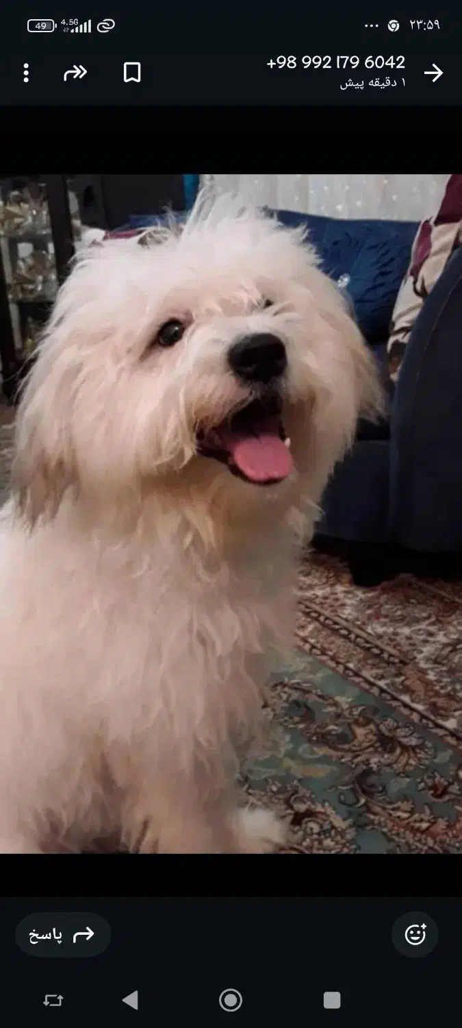 سگ گم شده مژگانی به یابنده8تومن|سگ|کرمان, |دیوار