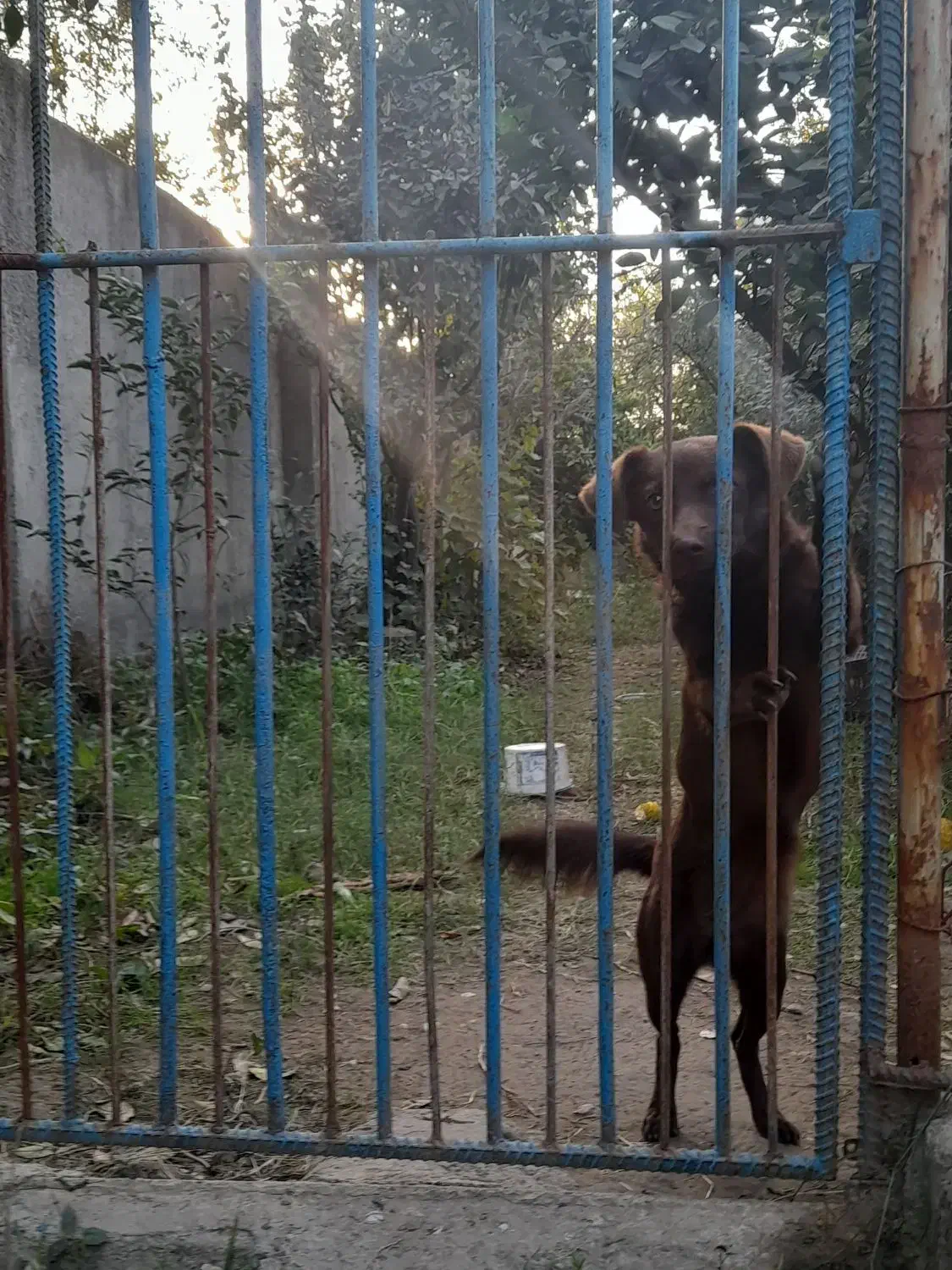 ماده اشپیتز|سگ|گرگان, |دیوار