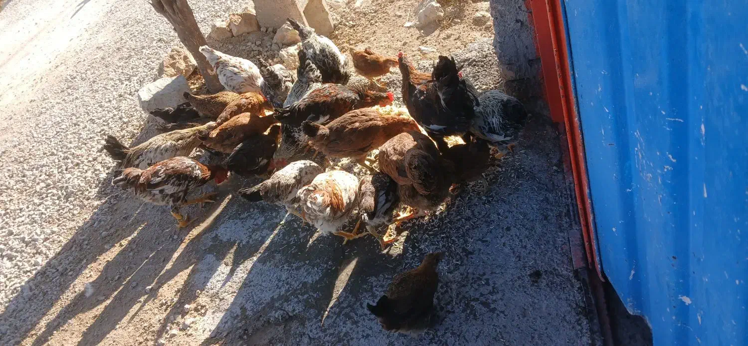 مرغ|حیوانات مزرعه|پلدختر, |دیوار