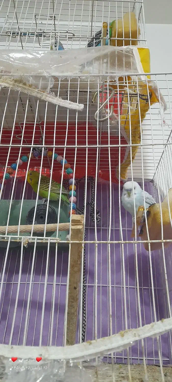 مرغ عشق|پرنده|تربت‌حیدریه, پائین ولایت|دیوار