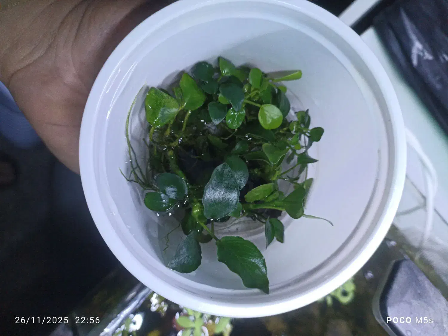 گیاه پلنت انوبیاس|ماهی|تهران, حر|دیوار