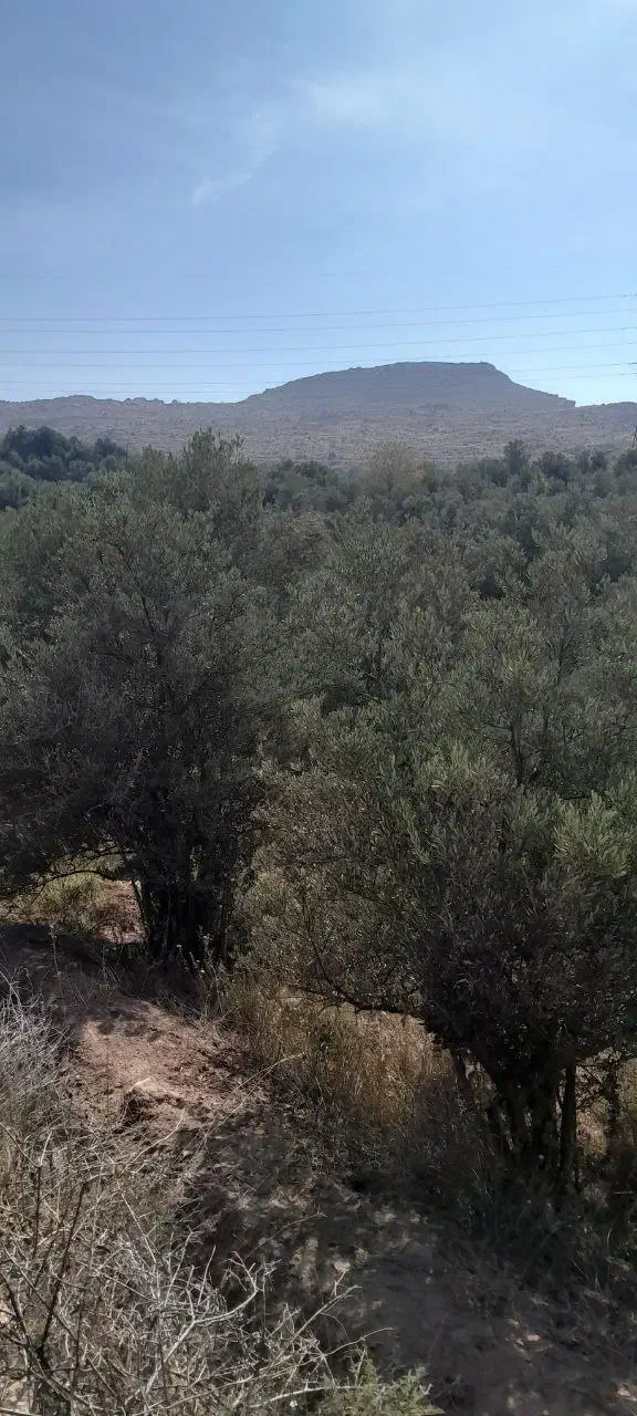 فروش زمین برند|فروش زمین و ملک کلنگی|لوشان, |دیوار