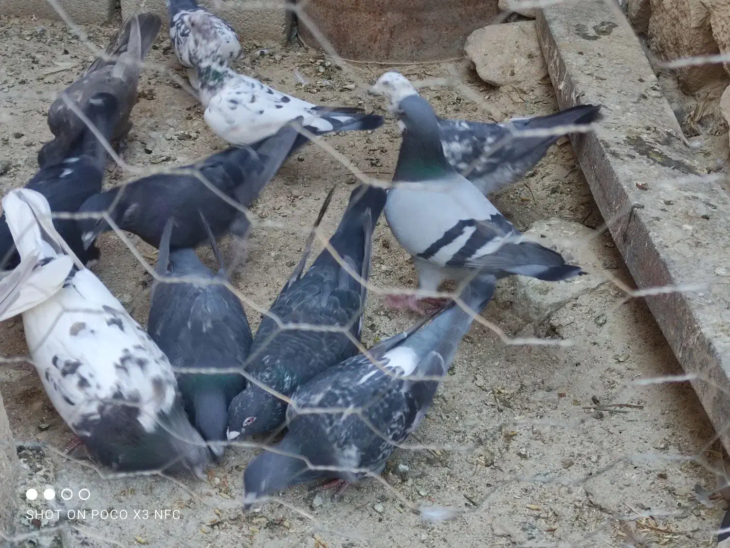 فروش یا معاوضه کبوتر با پرنده|پرنده|فیروزآباد (فارس), |دیوار