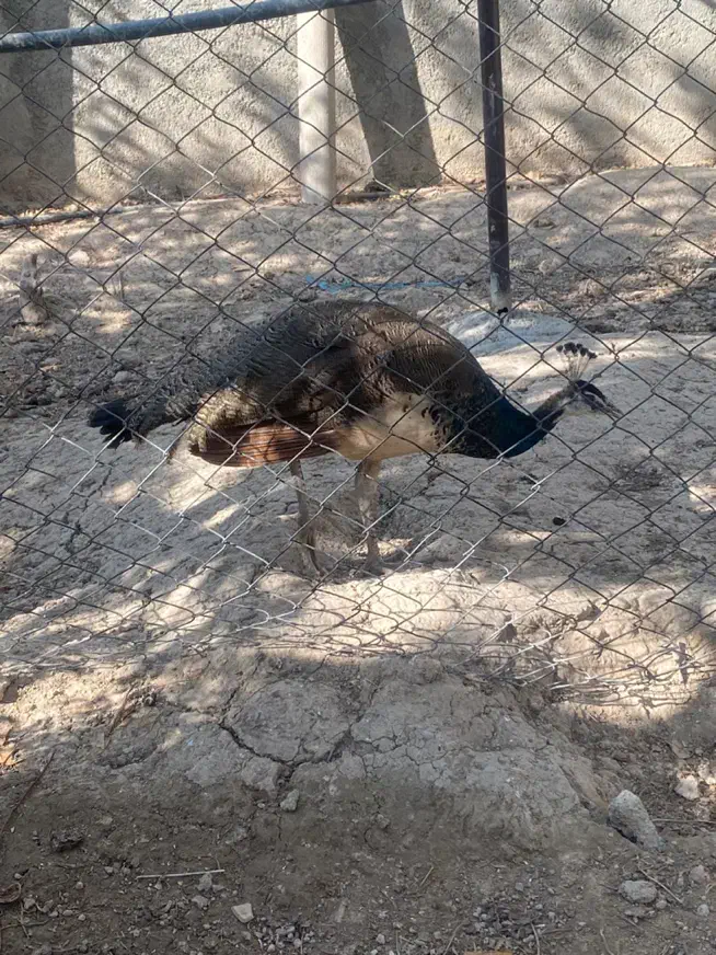 جوجه طاووس|پرنده|تهران, بهارستان|دیوار