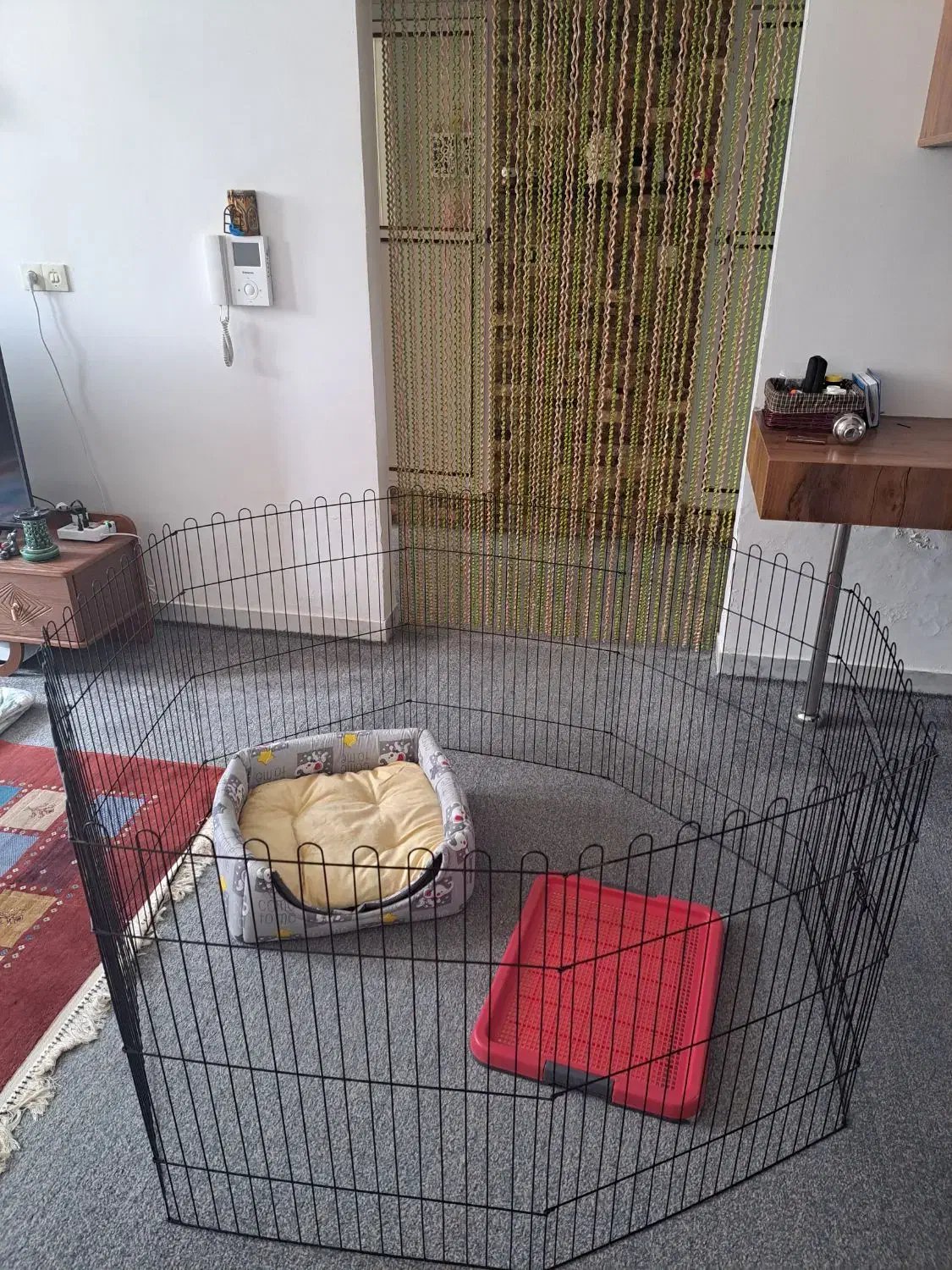 فروش لوازم جانبی سگ|لوازم جانبی حیوانات|جهرم, |دیوار