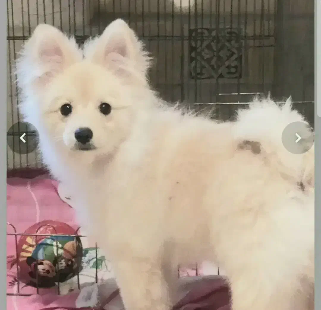 توله سگ پامر|سگ|آفتاب, |دیوار