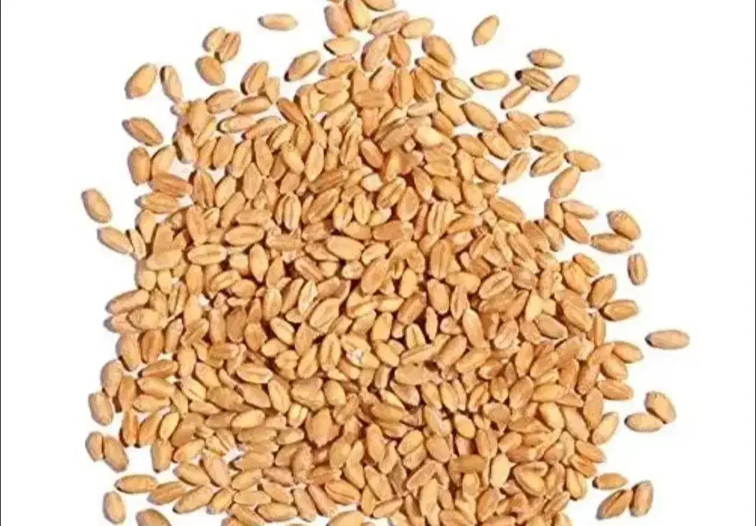 گندم بوجار کلاته|خدمات باغبانی و درختکاری|گنبد کاووس, |دیوار