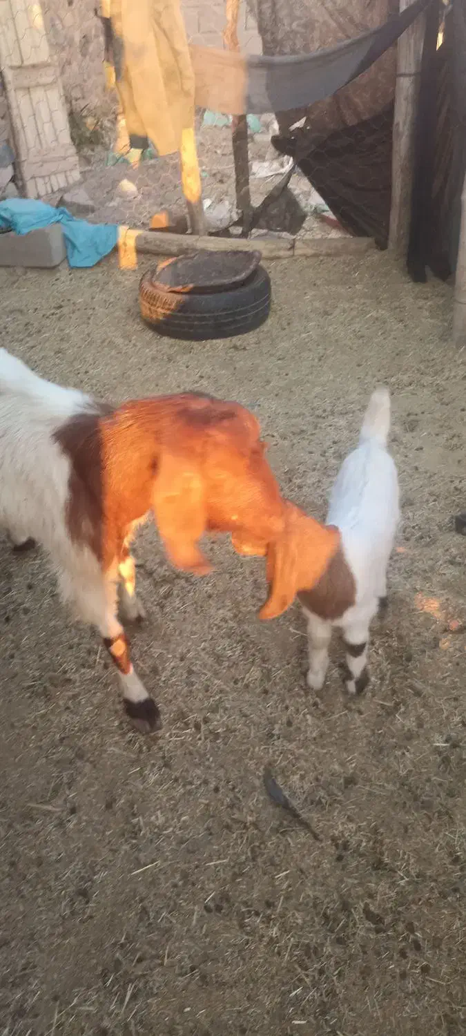 بز پاکستانی اصل با کهره|حیوانات مزرعه|هنزا, |دیوار