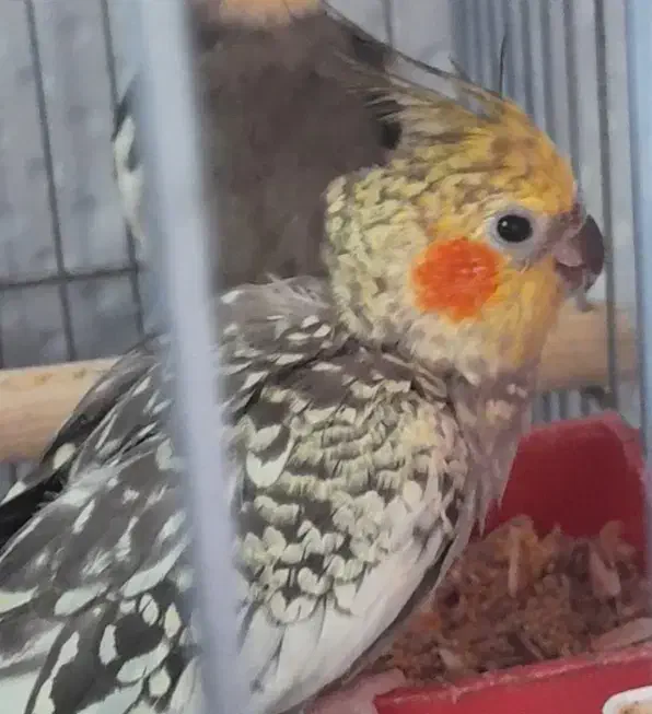 عروس هلندی جفت نرو ماده|پرنده|پاکدشت, شهرک امام رضا|دیوار