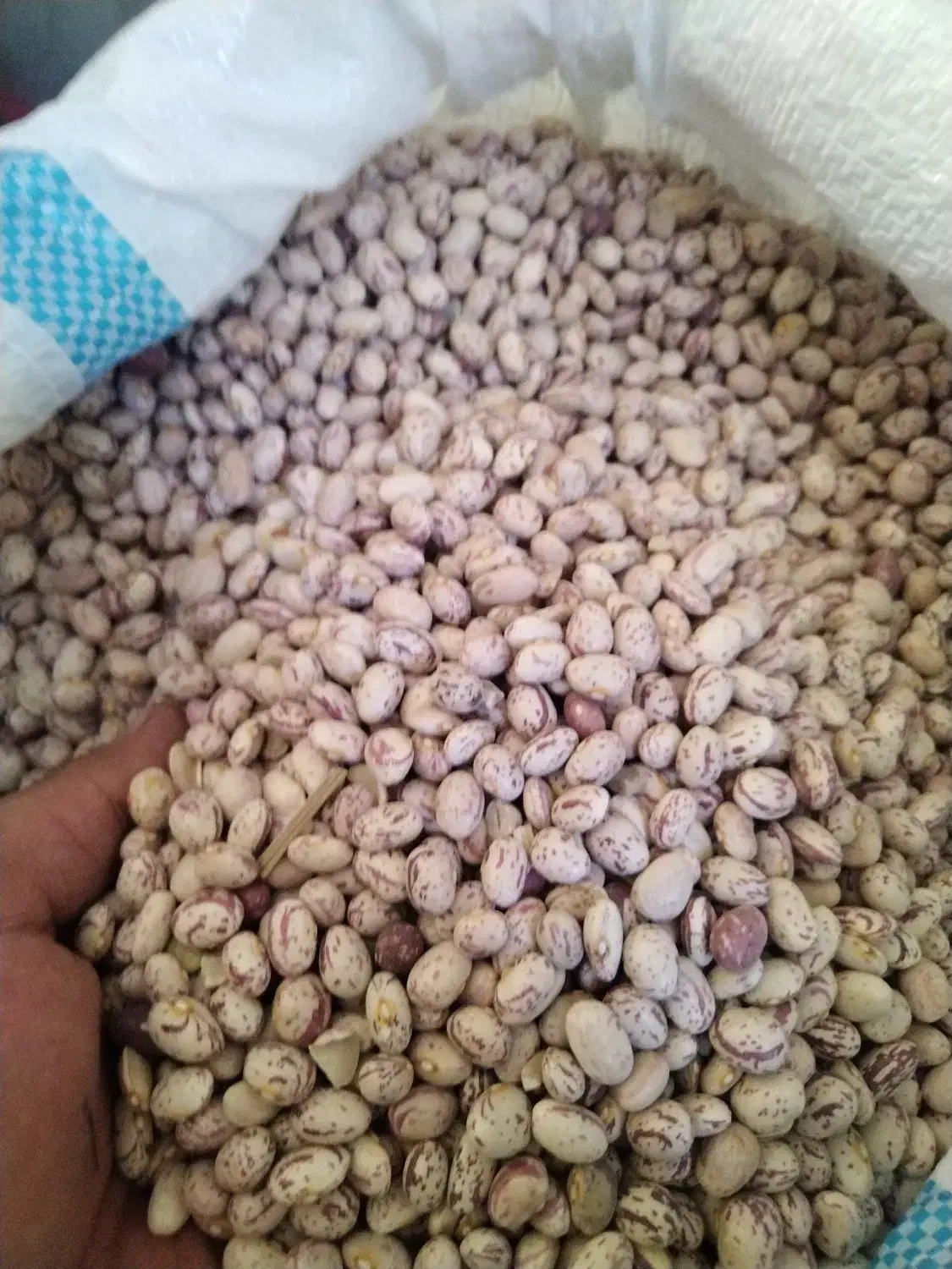 لوبیا چیتی امسالی|خوردنی و آشامیدنی|بوئین و میاندشت, |دیوار