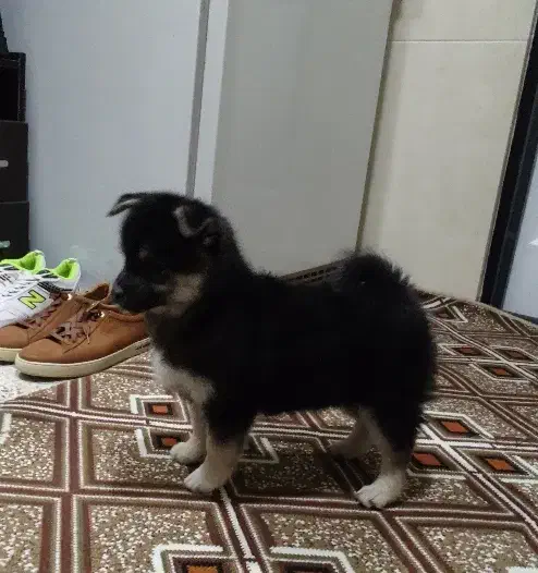 توله سگ پامر|سگ|زنجان, |دیوار