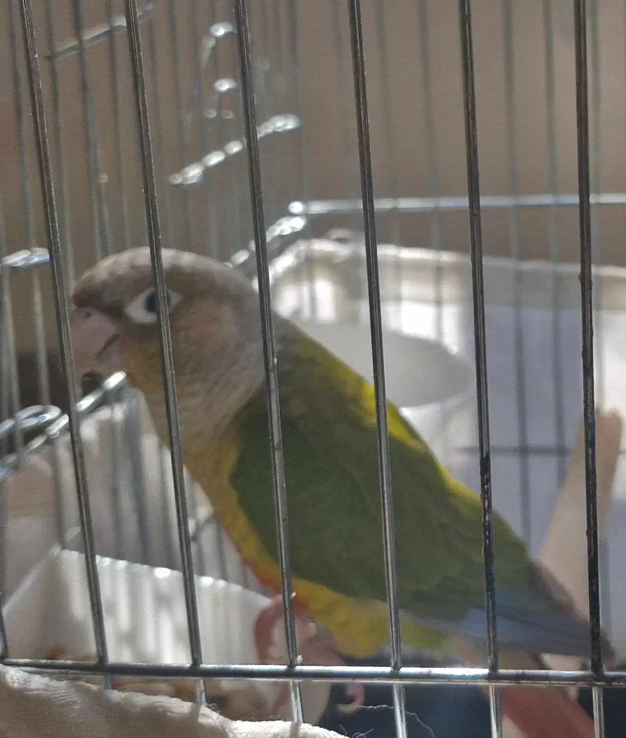 طوطی گرینیچ|پرنده|شیراز, شریف‌آباد|دیوار