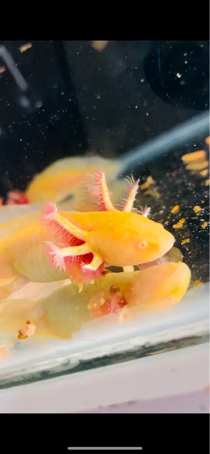 ماهی اکواریوم ماهی خندان|ماهی|تهران, سعیدآباد|دیوار