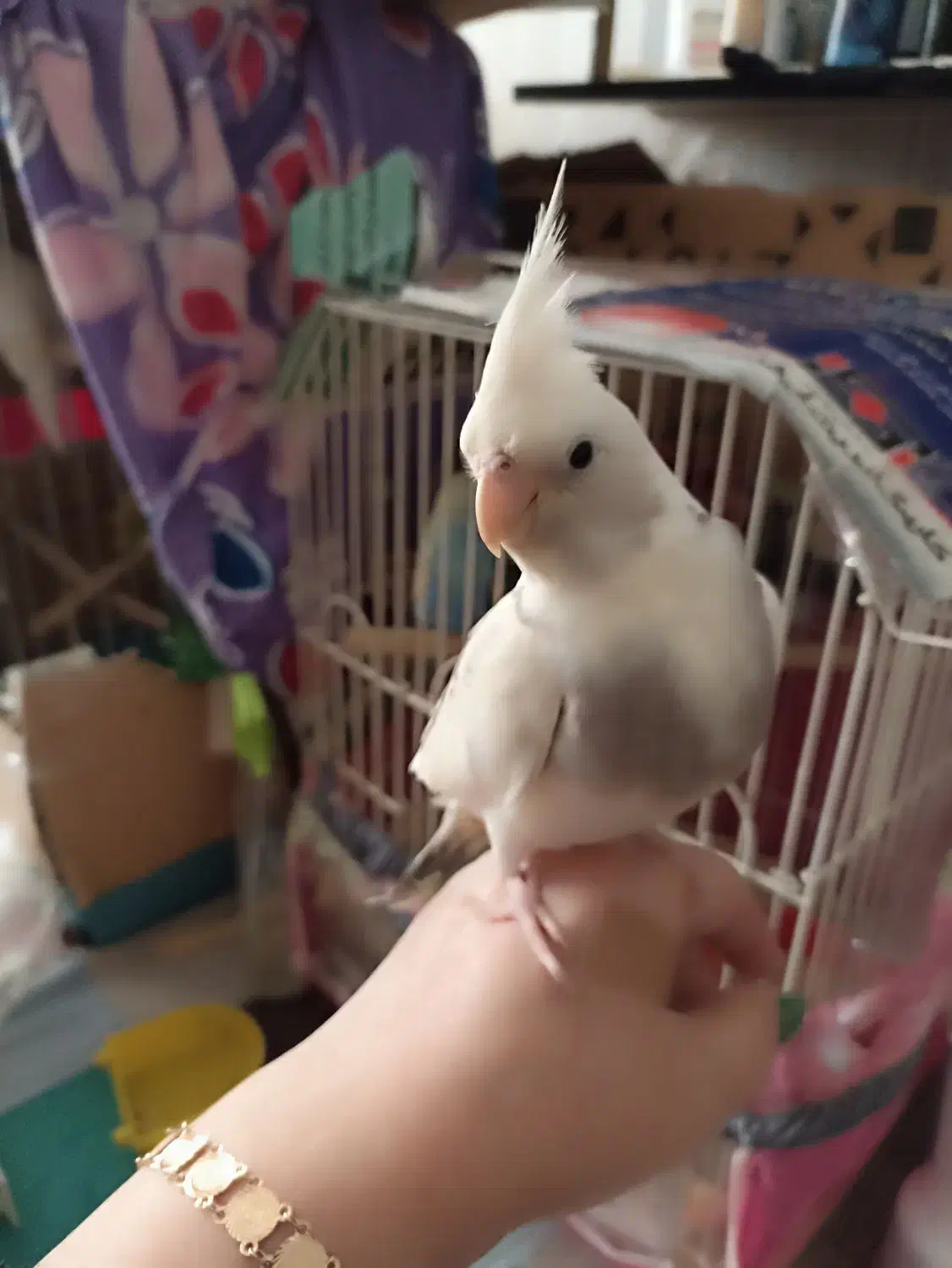 عروس هلندی|پرنده|گرگان, |دیوار