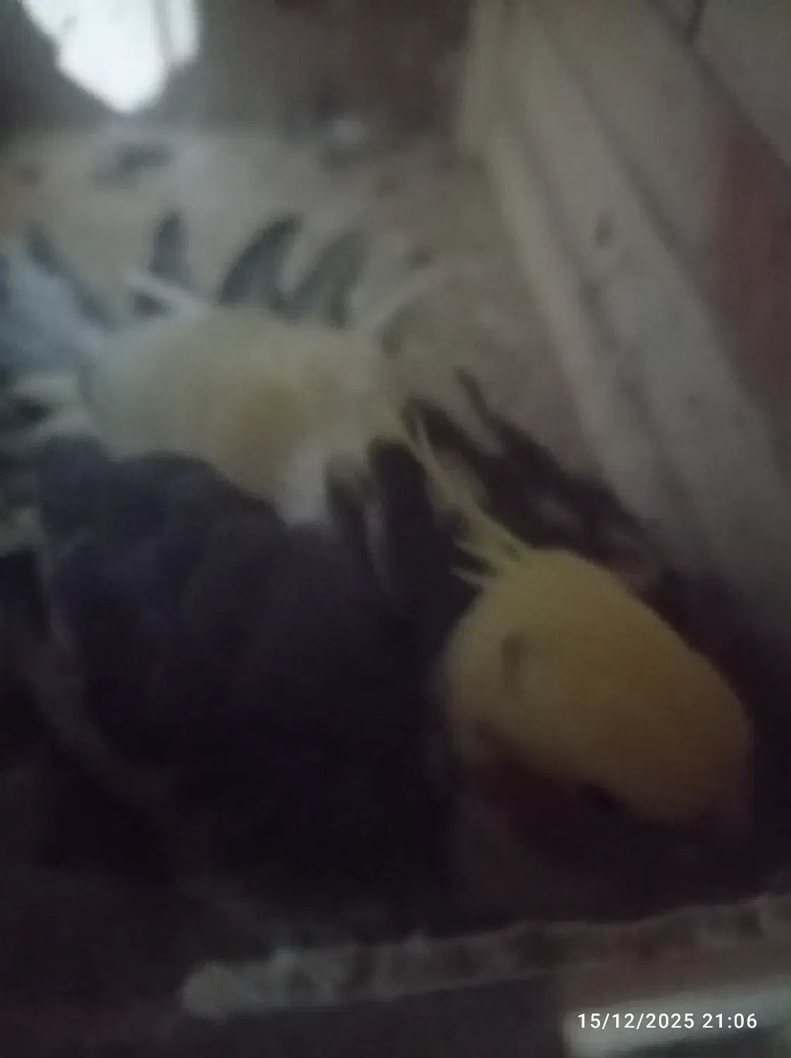 عروس هلندی فروشی ومرغ عشق|پرنده|ابهر, |دیوار