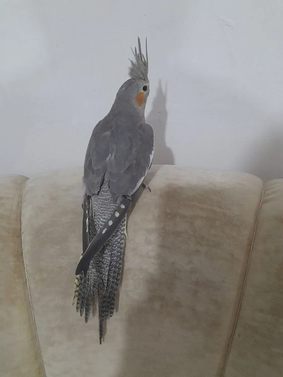 عروس هلندی نر وماده|پرنده|کوچصفهان, |دیوار