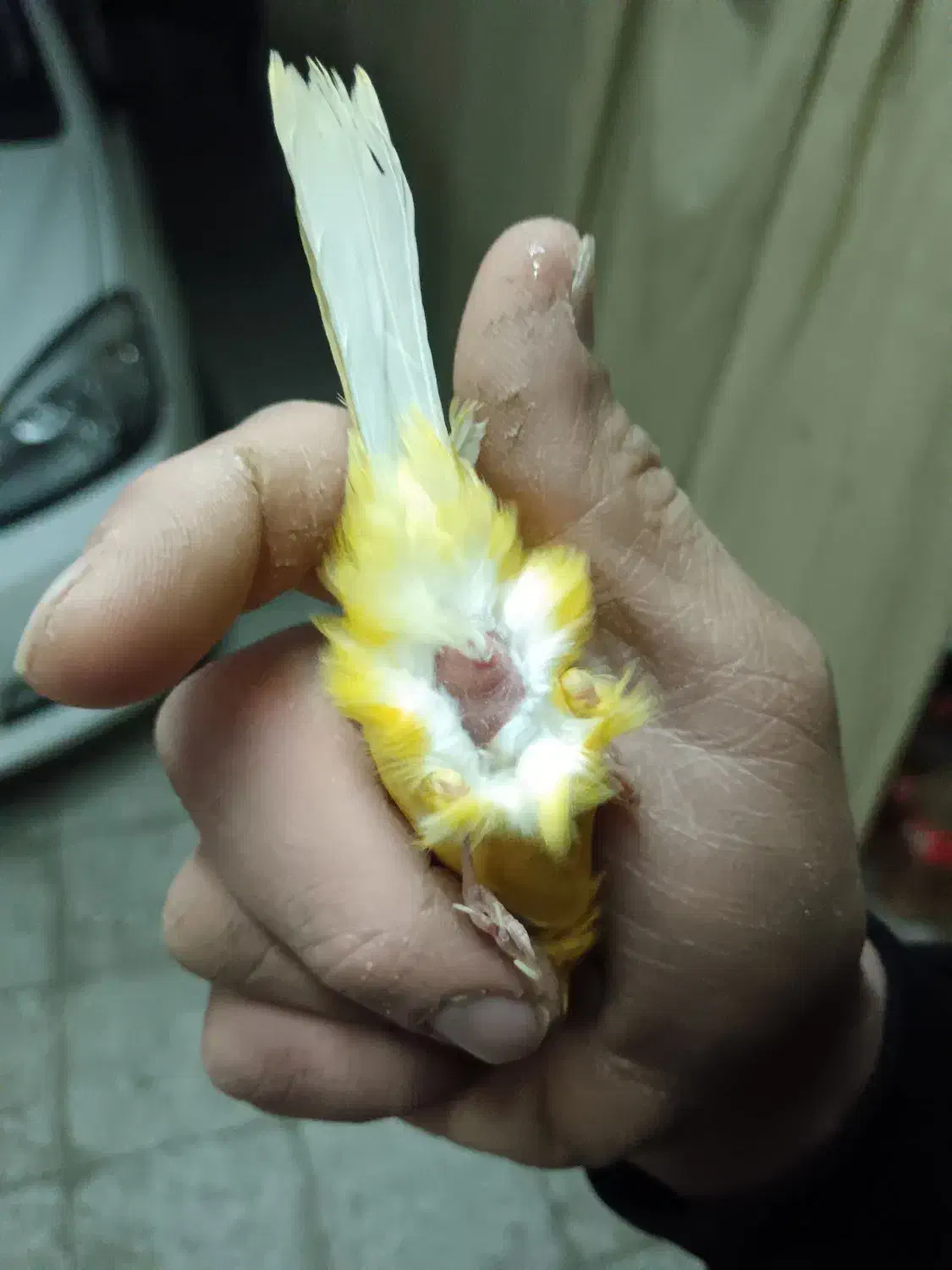 قناری اماده جفت|پرنده|نجفآباد, ویلاشهر|دیوار