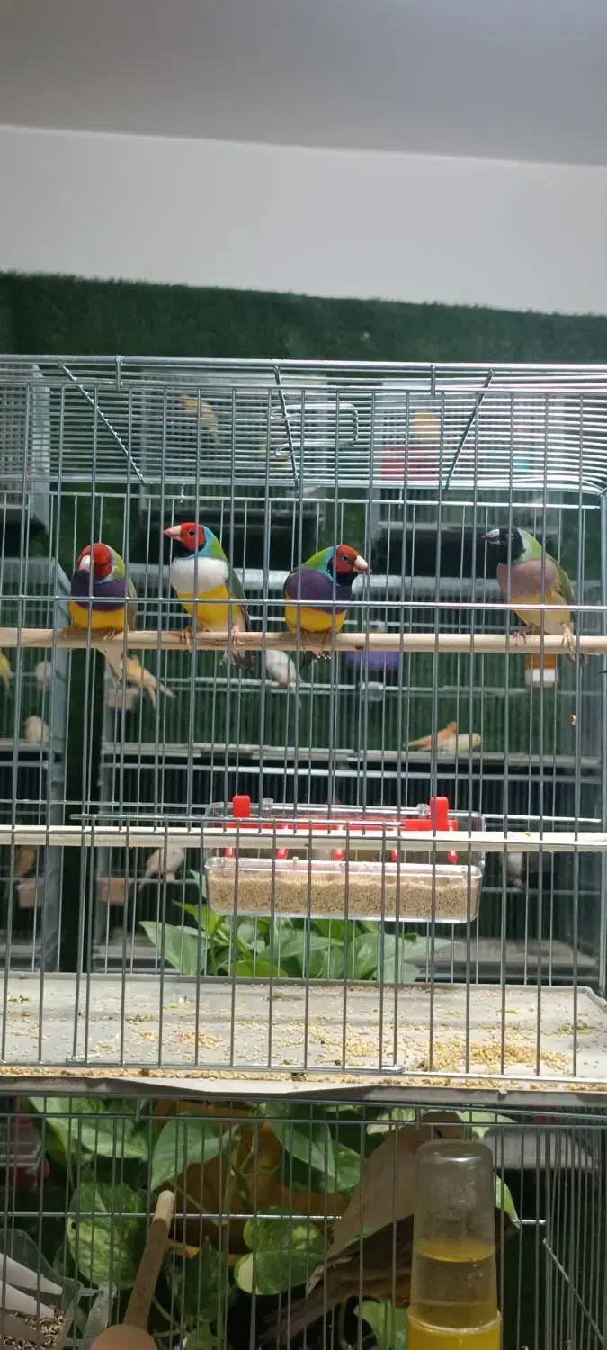 مغازه|پرنده|ماکو, |دیوار