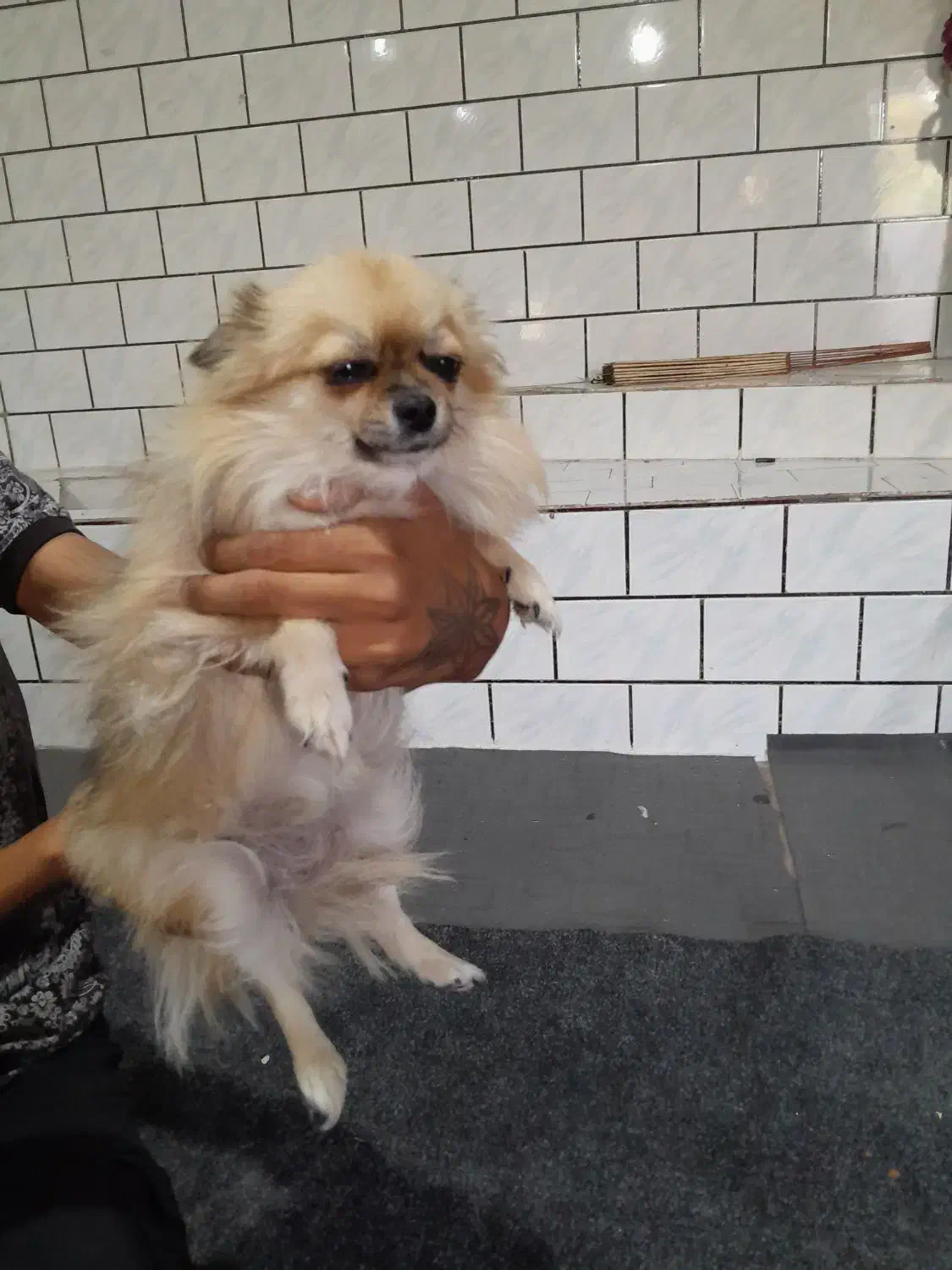 سگ پامر برا فروش|سگ|اندیمشک, |دیوار