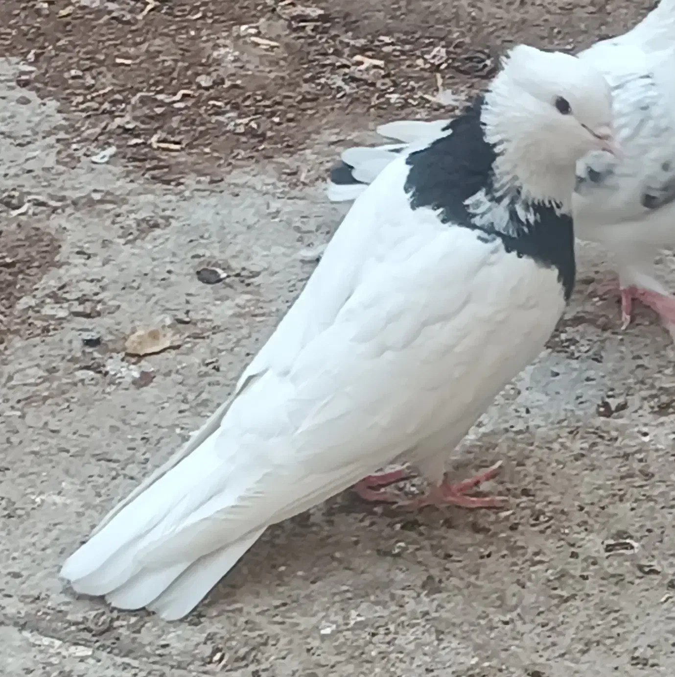 کبوتر های نقش و رنگ عالی|پرنده|تهران, وحیدیه|دیوار