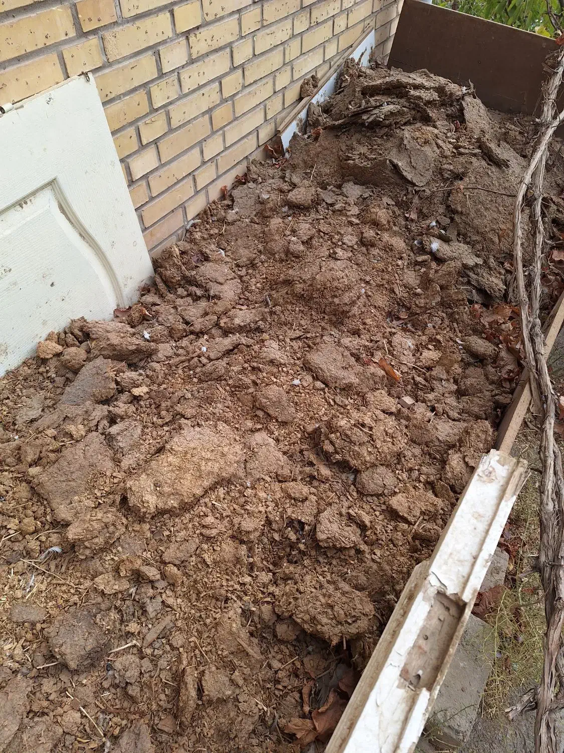 کودکبوتر وگوسفندی|گل و گیاه طبیعی|پردیس, شهرک صنعتی خرمدشت فاز ۷|دیوار