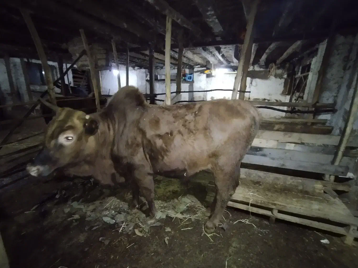 گاو نر جوان|حیوانات مزرعه|رستمآباد, |دیوار