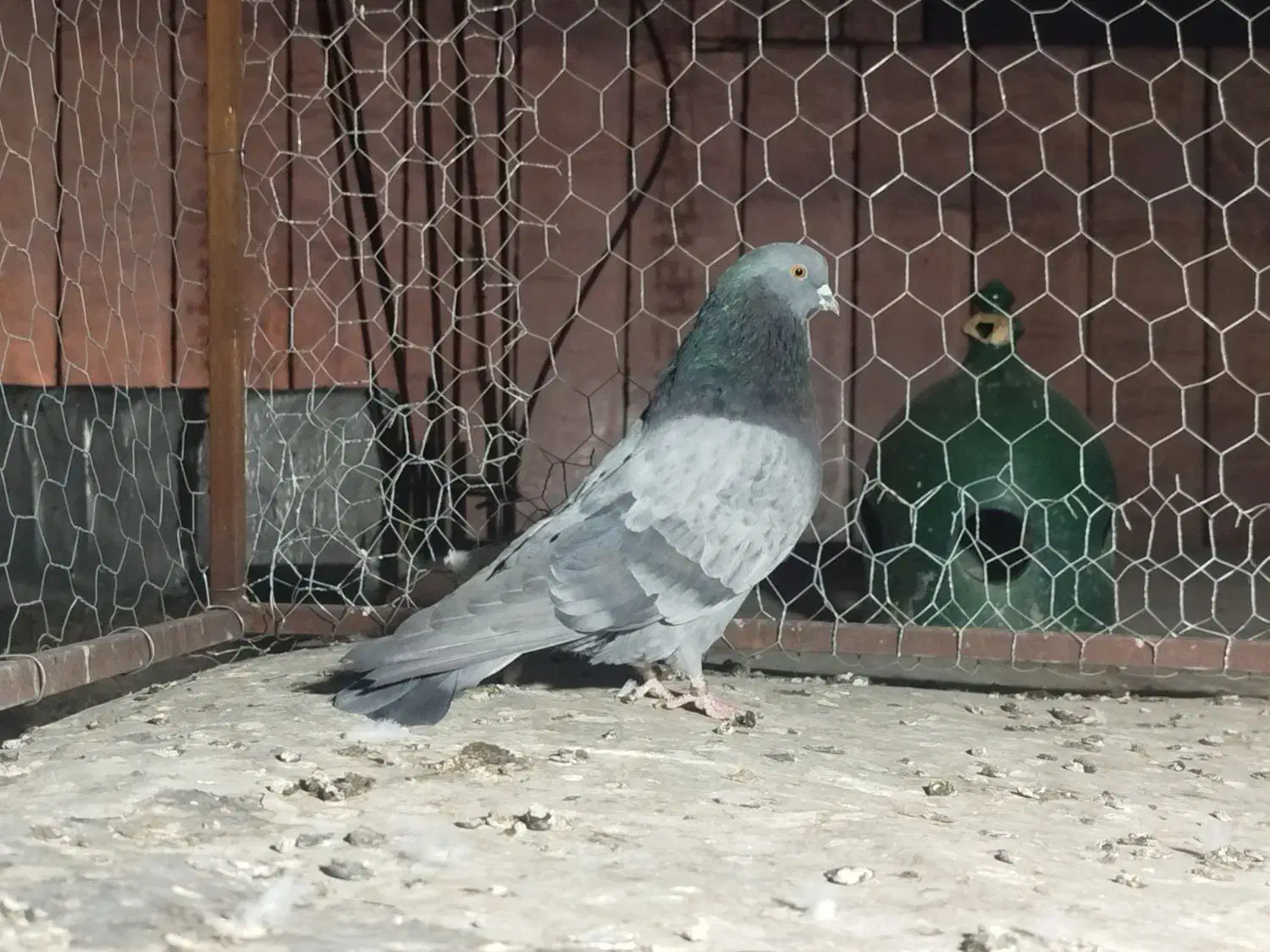 جوجه گلبسر معاوضه با هر پرنده ای|پرنده|شیراز, گویم|دیوار