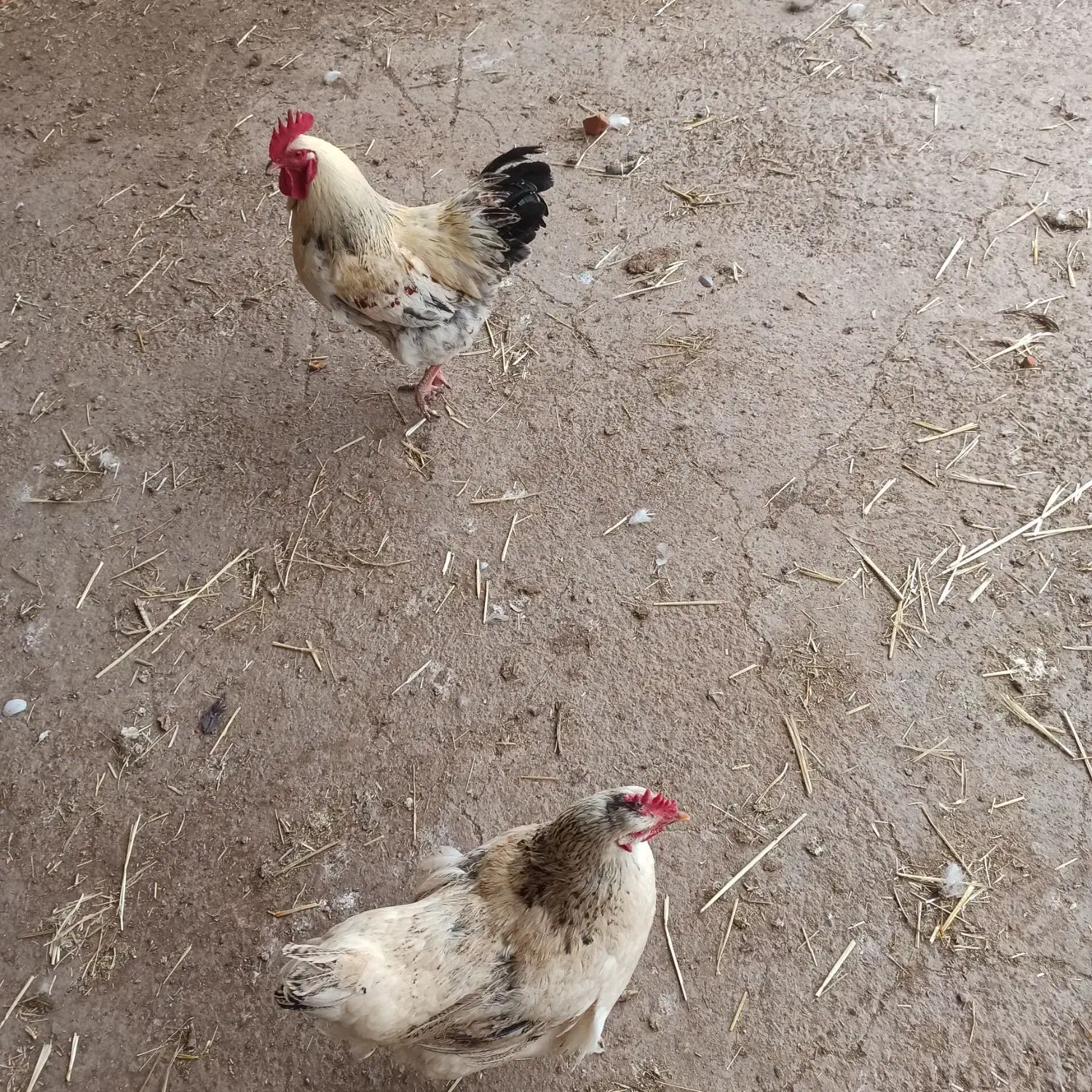 غاز ، قو غاز ، جوجه غاز ، مرغ و محلی ، مرغ شاخدار|حیوانات مزرعه|قزوین, |دیوار