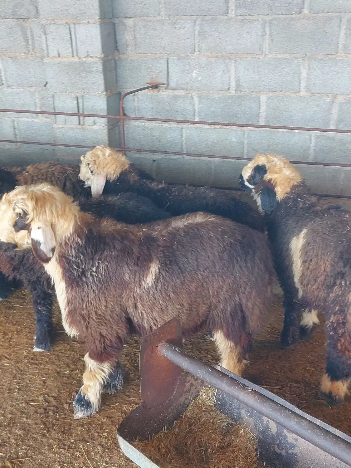 ۳۰ راس بره|حیوانات مزرعه|جم, |دیوار