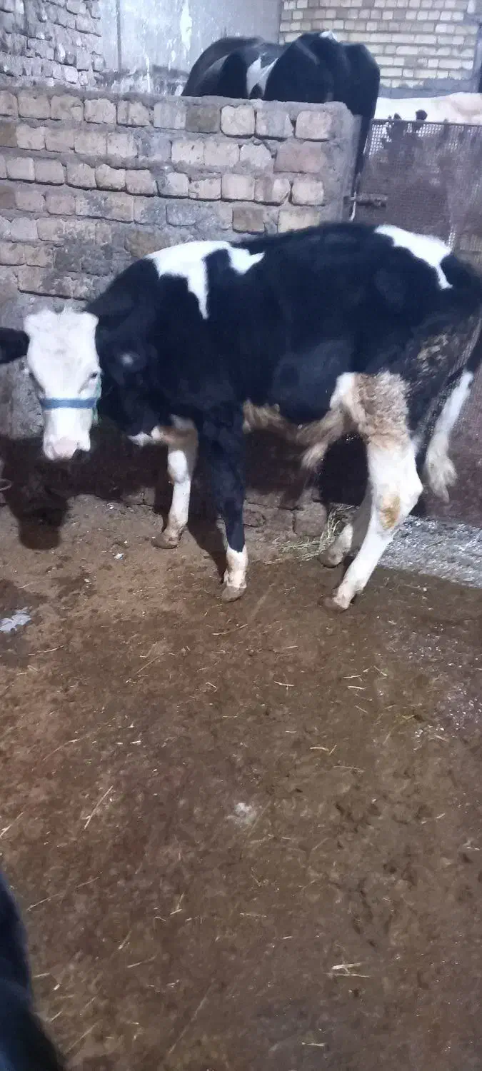 گوساله نر|حیوانات مزرعه|بروجرد, |دیوار