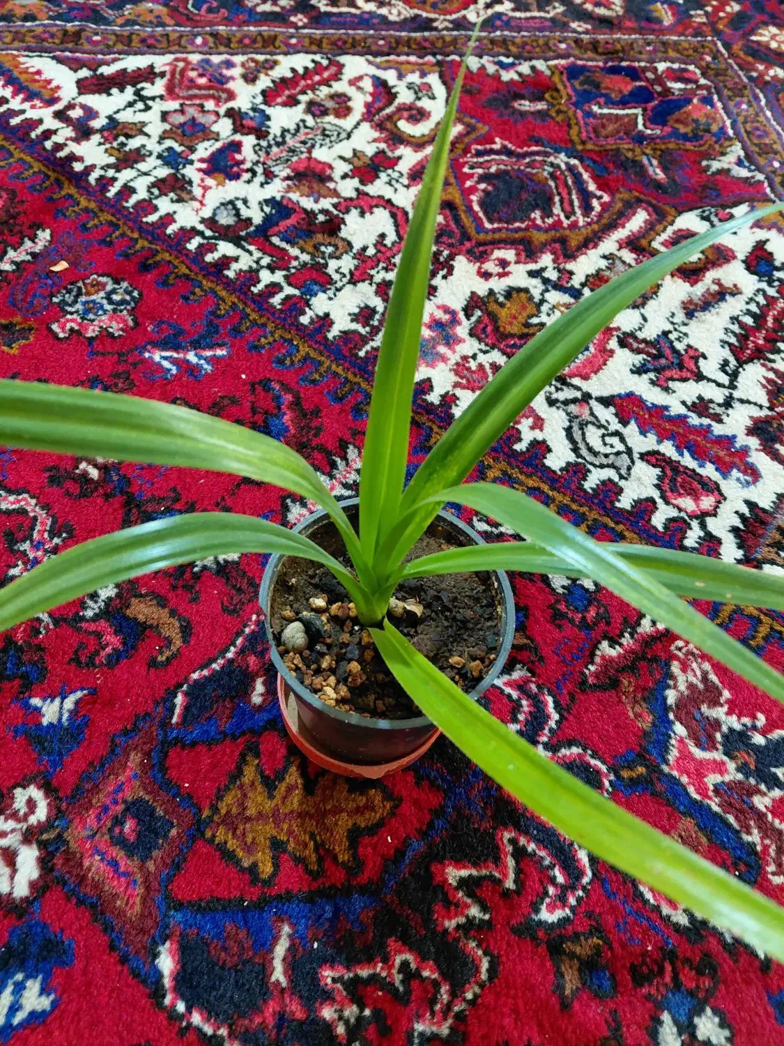 حراج گلهای طبیعی آپارتمانی|گل و گیاه طبیعی|تبریز, |دیوار