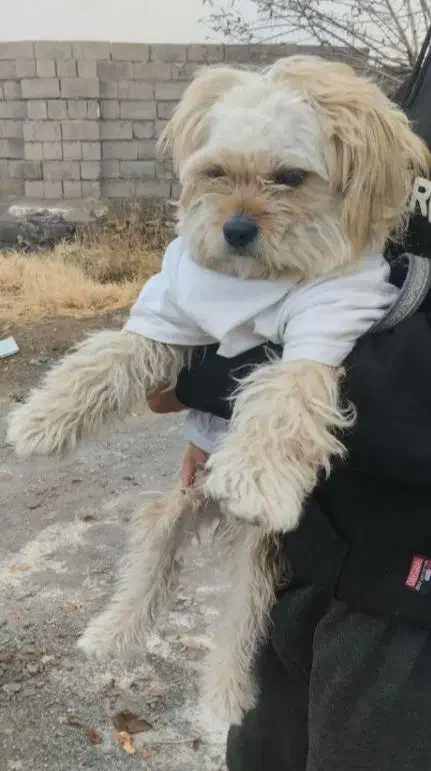 سگ شیتزو|سگ|سنندج, |دیوار