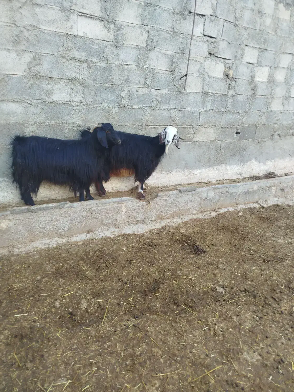 بز ابستن|حیوانات مزرعه|سرپل ذهاب, |دیوار