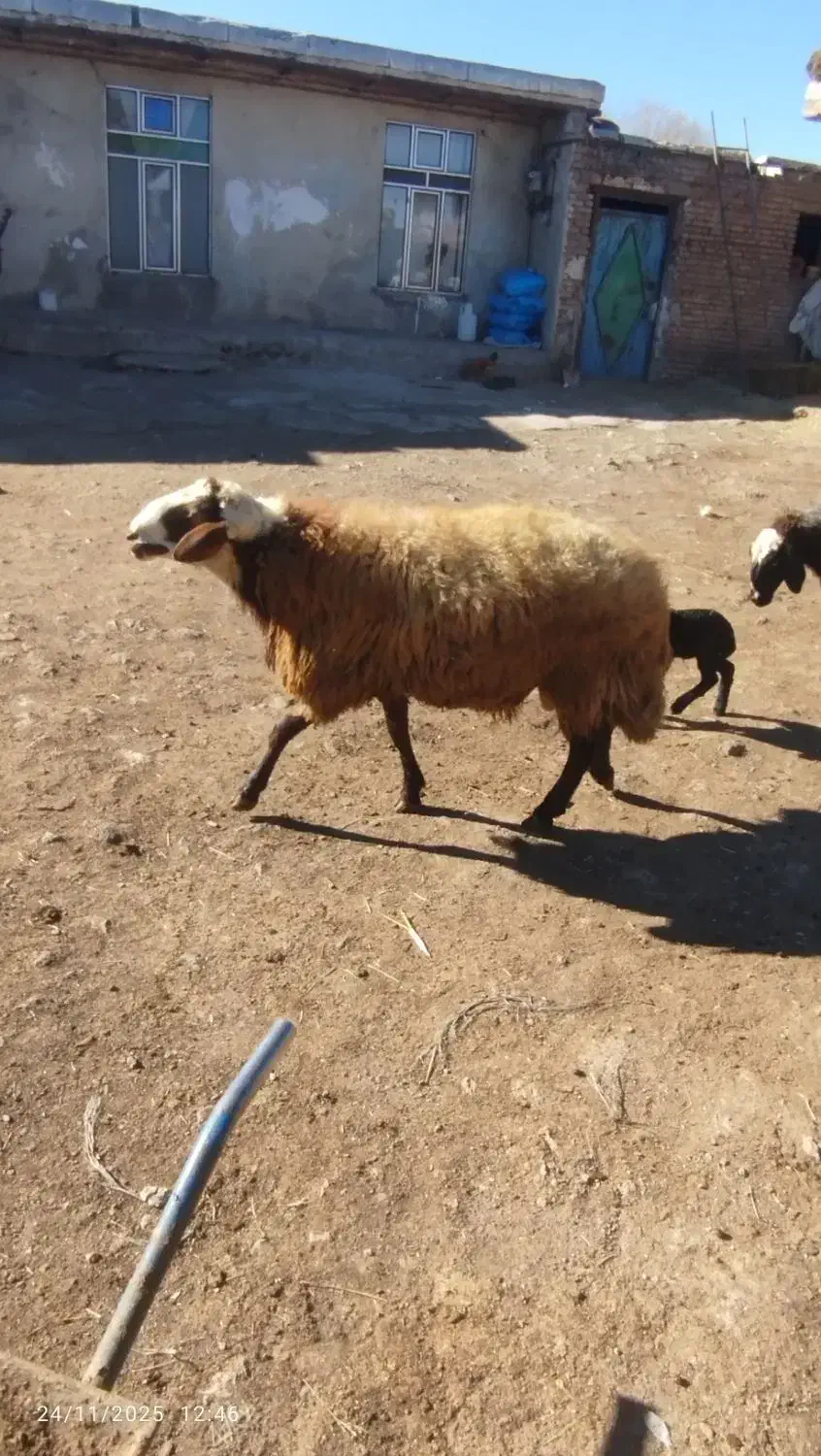 قوچ یک ساله  قیمت 35000000|حیوانات مزرعه|اردبیل, |دیوار
