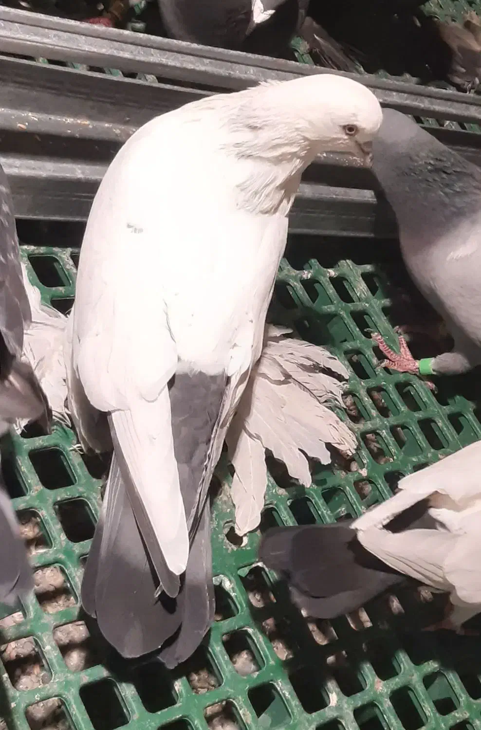 گوی گویروخ ارکح|پرنده|تبریز, |دیوار