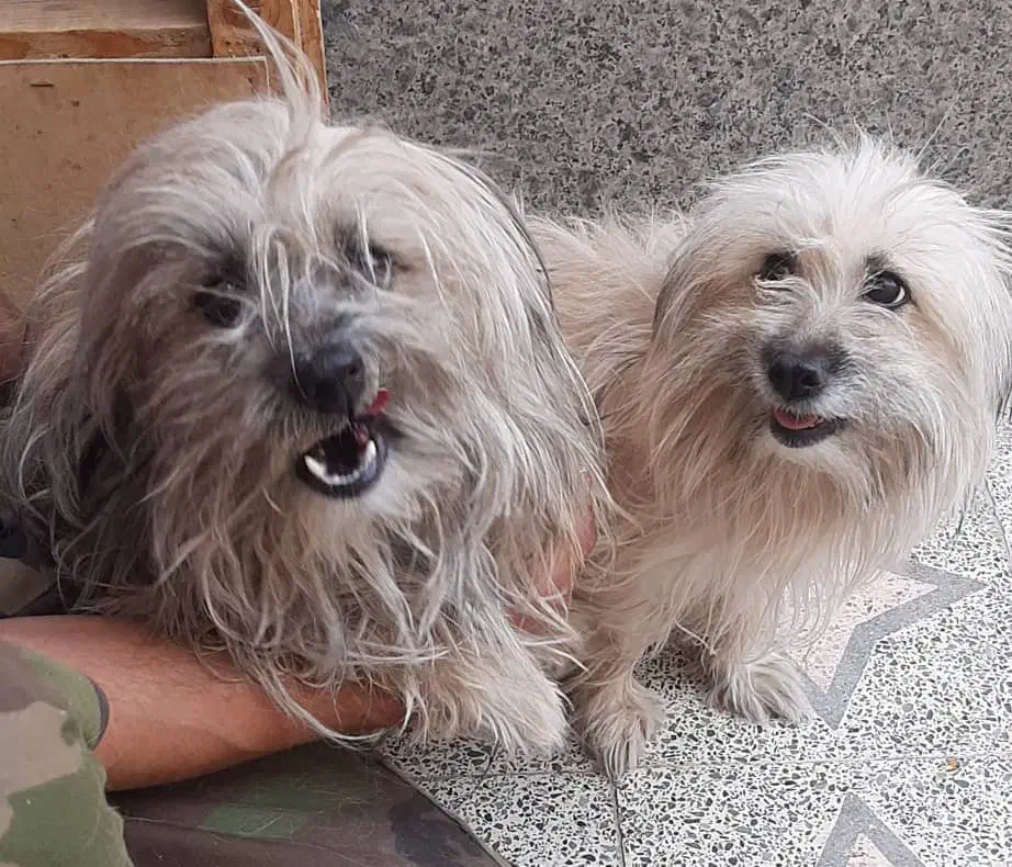 نرماده شیتزو|سگ|کرمان, |دیوار