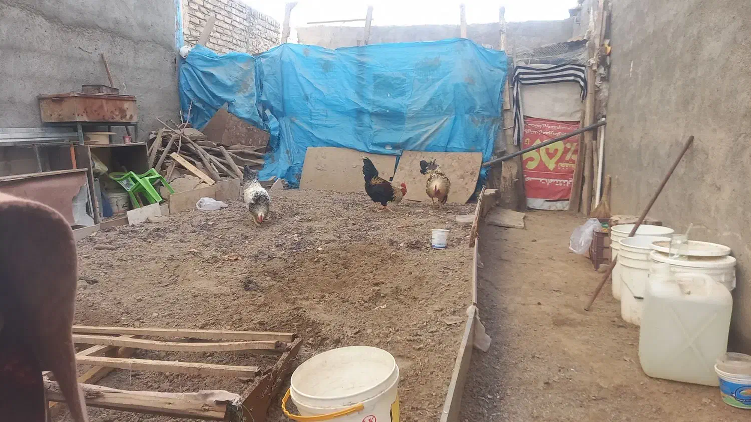 خروس بزرگ|حیوانات مزرعه|مشهد, صیدآباد|دیوار