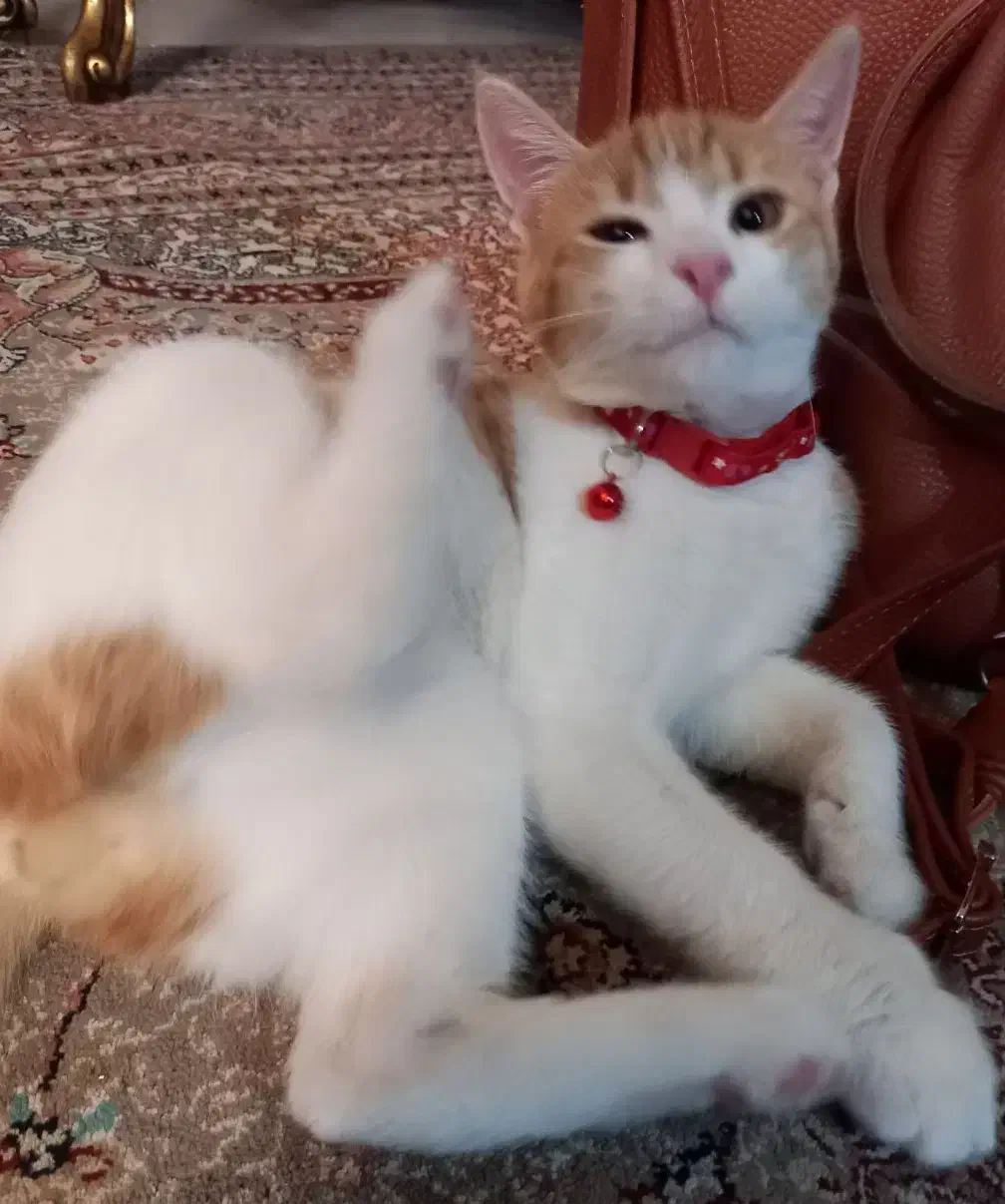 واگذاری گربه با وسایل|گربه|ری, علایین|دیوار