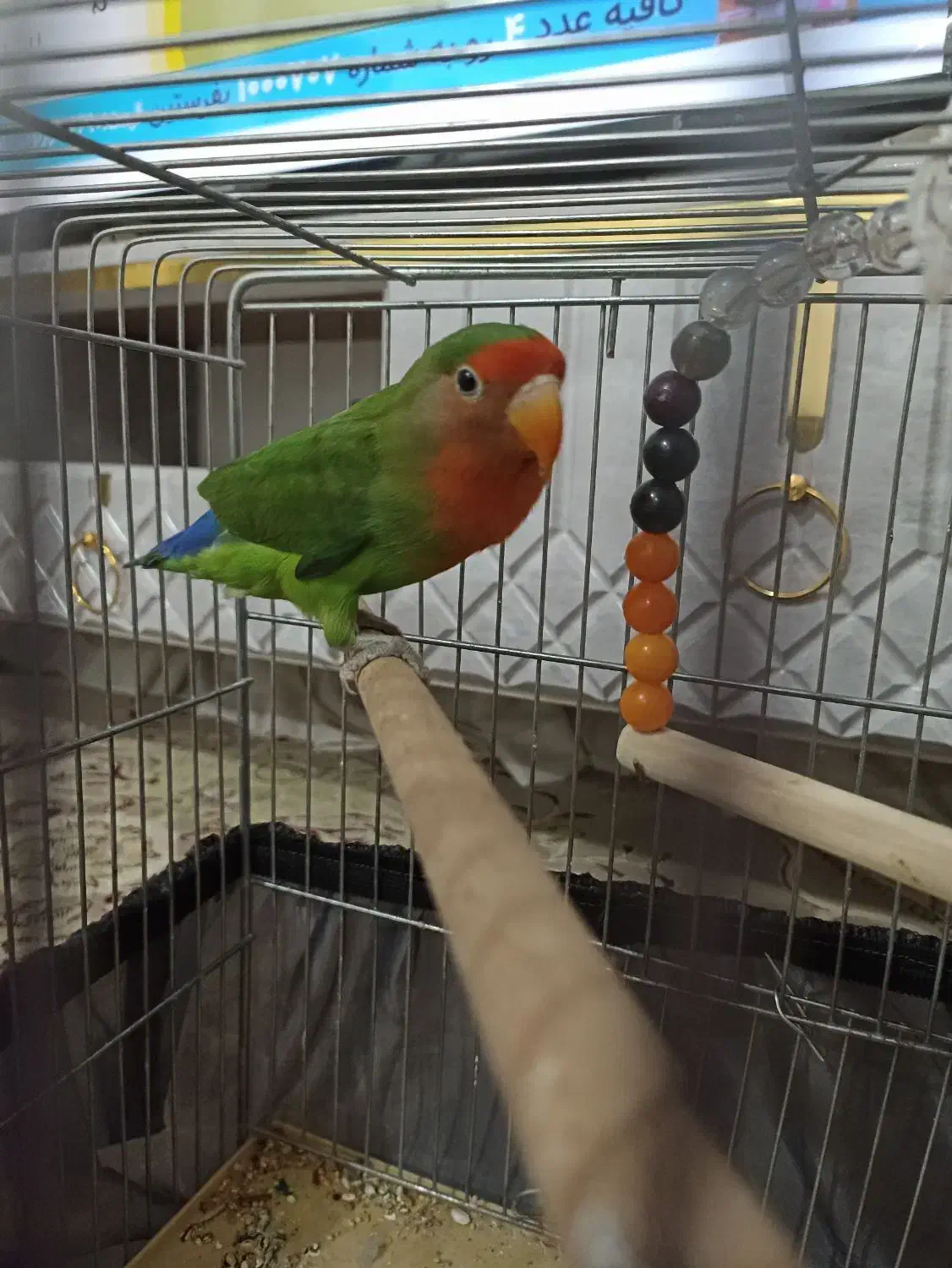 طوطی برزیلی|پرنده|پیشوا, |دیوار