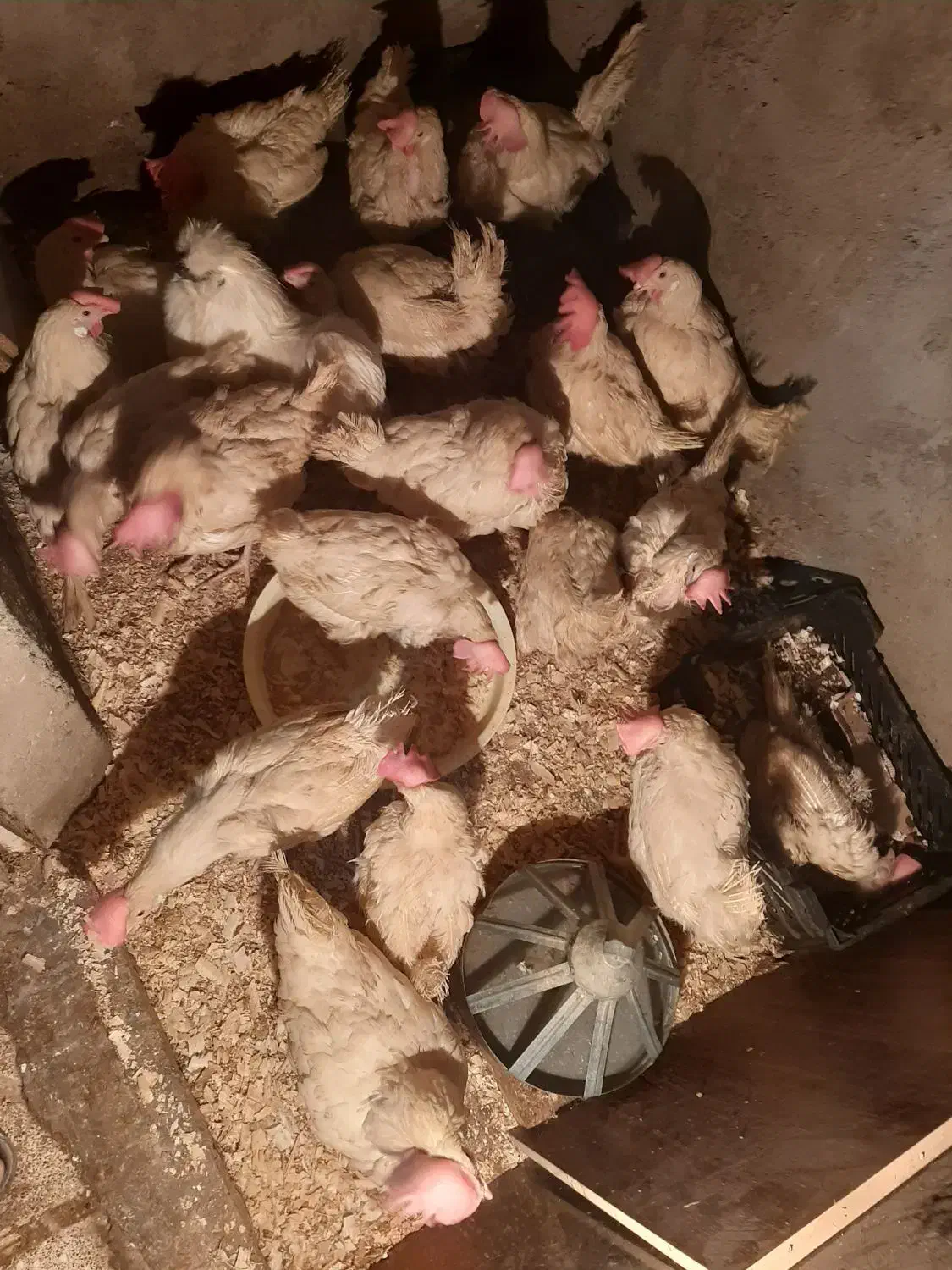 مرغ تخم گذار|حیوانات مزرعه|مشهد, رباط طرق|دیوار