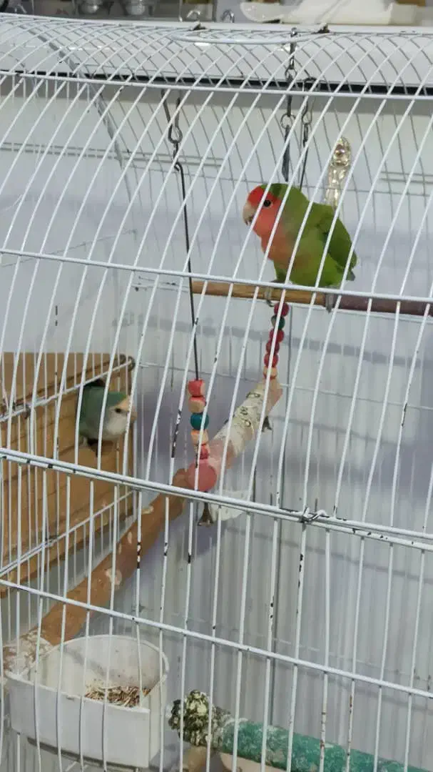 طوطی برزیلی نر و ماده پیروزی بلوار ابوذر|پرنده|تهران, ائمه اطهار|دیوار