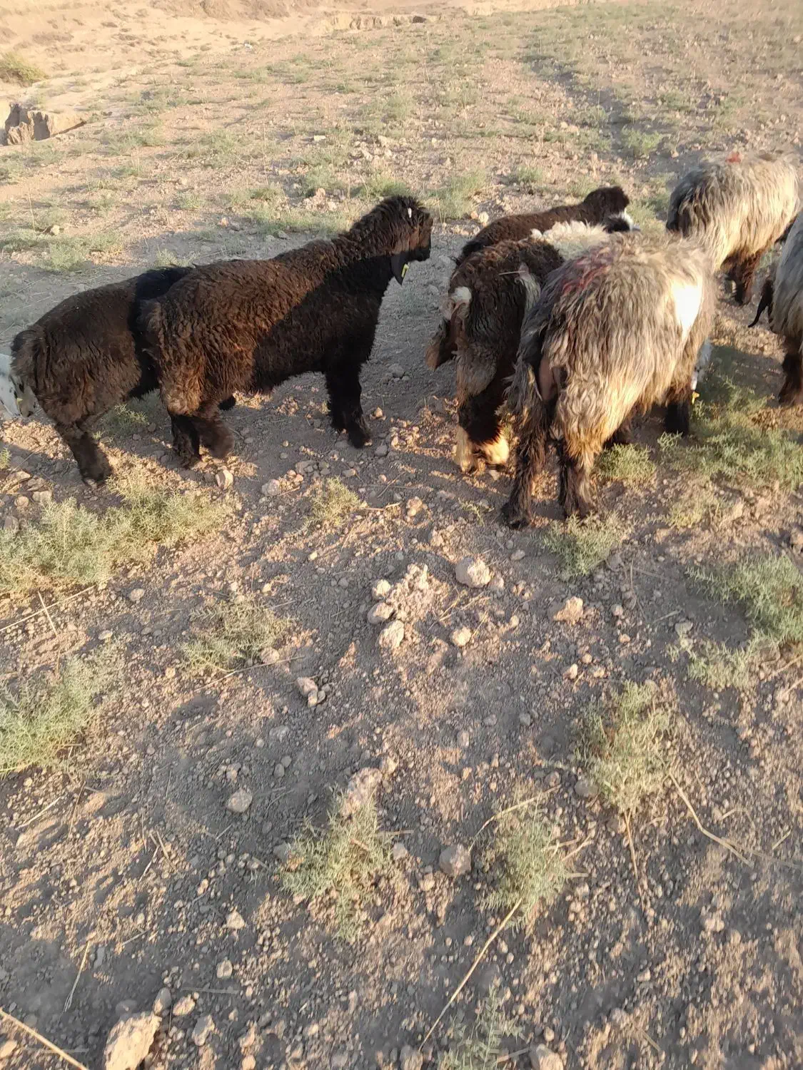 دوراس بره قوچی چهار ماهه|حیوانات مزرعه|دهدشت, |دیوار