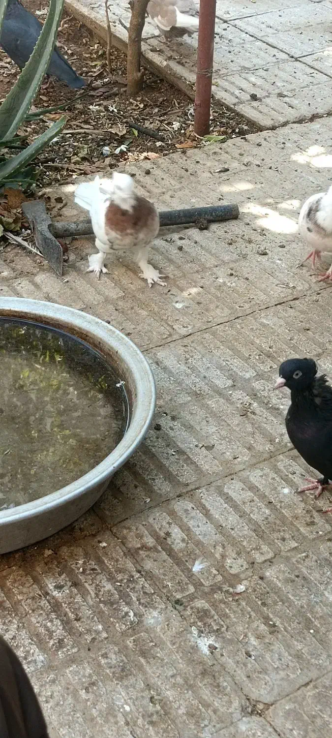 سه تا بهبونی|پرنده|شیراز, عادل آباد|دیوار