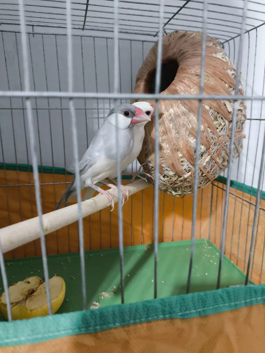 فنچ مصری (نرگسی)|پرنده|شیراز, فرگاز|دیوار