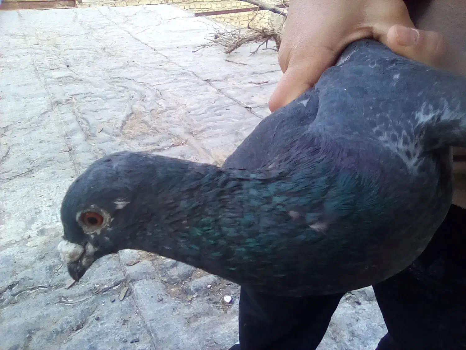 پرواز|پرنده|شیروان (خراسان), |دیوار